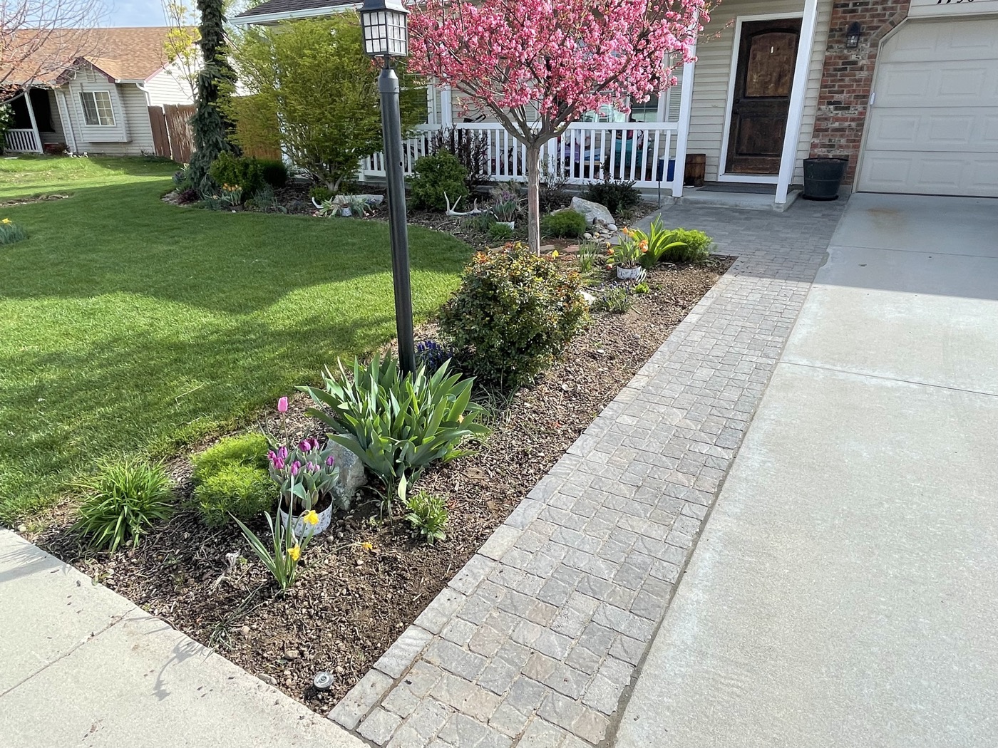 Spring flower beds with paver walkway and blossoming cherry tree